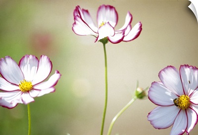 Close up of cosmos flowers