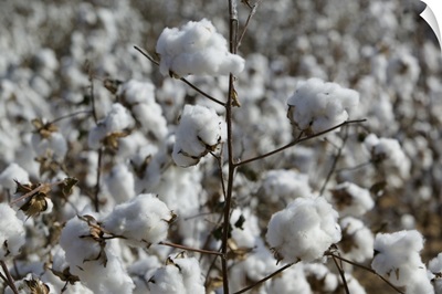 Close-up of cotton plants in a field, Wellington, Texas