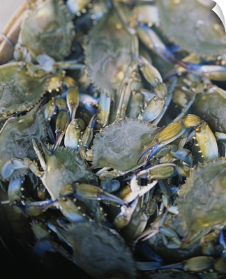 Close-up of crabs (Cancer Pagurus) steaming in a pot, Maryland