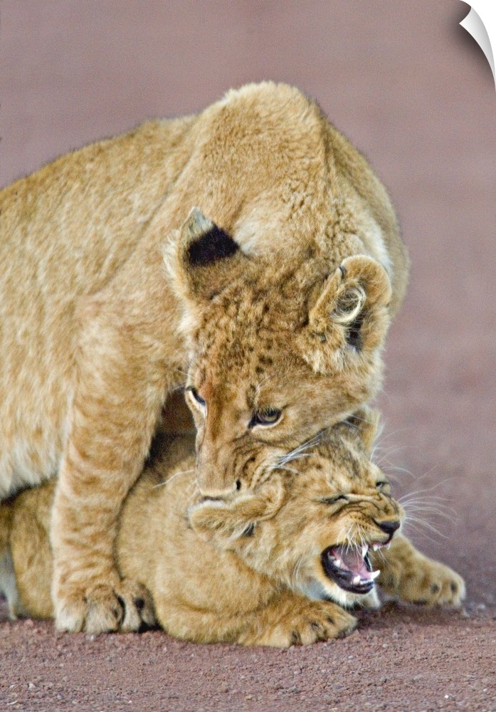 Close-up of cubs rough housing, Ngorongoro Crater, Ngorongoro Conservation Area, Tanzania (Panthera leo)