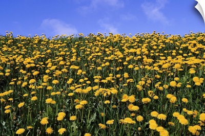 Close-up of dandelion flowers in a field, Iceland