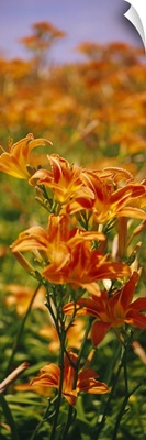 Close-up of Day Lilies (Hemerocallis), Illinois