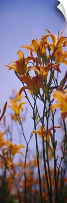 Close-up of Day Lilies (Hemerocallis), Illinois