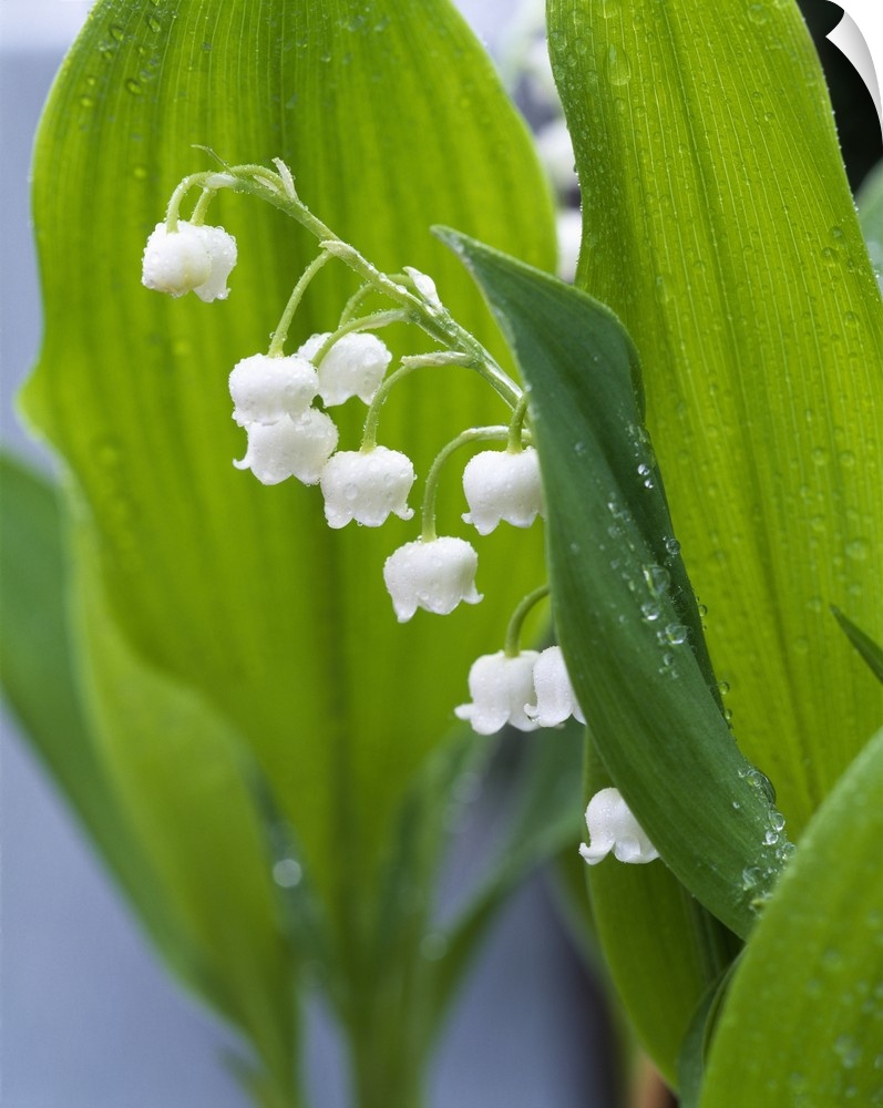 Big, vertical, close up photograph of lily of the valley, surrounded by its large green leaves that are covered with dew d...