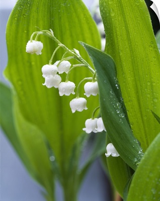 Close-up of dew drops on Lily-Of-The-Valley (Convallaria majalis), Anacortes, Washington State