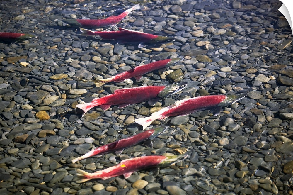 Close-up of fish in water, Sockeye Salmon, Cooper Landing, Kenai Peninsula, Alaska