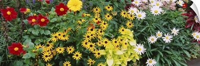 Close-up of flowers, Adirondack Mountains, New York state