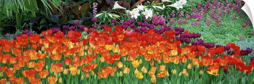Big panoramic artwork consists of colorful tulips showcased in the front and other wild flowers and plants in the background.