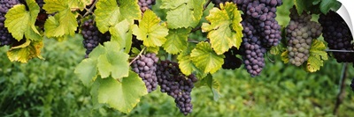Close up of grapes hanging on plants in a vineyard