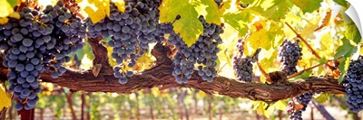 Close up of grapes in a vineyard Napa Napa County California