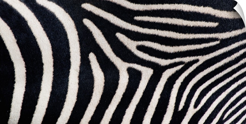 Landscape, close up photograph on a big canvas of fuzzy, greveys zebra stripes.