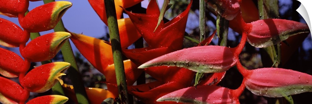Zoomed-in photograph of tropical Heliconia plants in Hawaii.