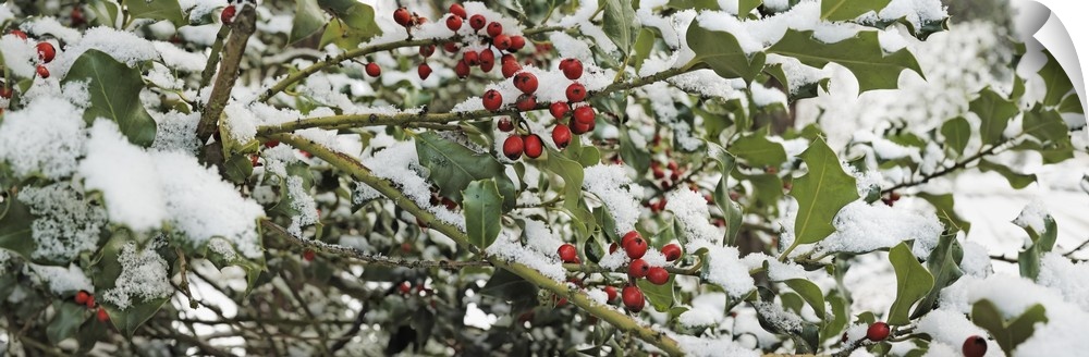 Close-up of holly berries covered with snow on a tree