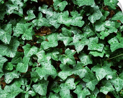 Close-up of ivy leaves