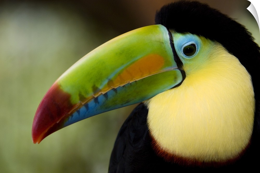 Photograp[h of the face of a Keel Billed toucan in Costa Rica.
