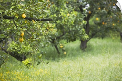 Close-up of lemon groves, Sorrento, Naples, Campania, Italy