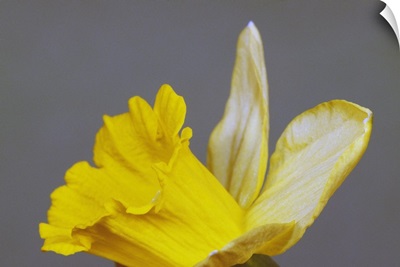 Close up of narcissus or daffodil flower blossom, green background.