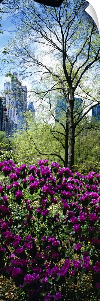 Tall and narrow canvas photo of flowers in NYC with tall skyscrapers in the distance.