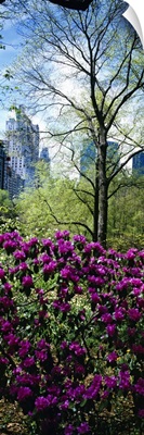 Close-up of plants, Central Park, Manhattan, New York City, New York State