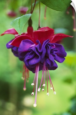 Close up of red and purple flower