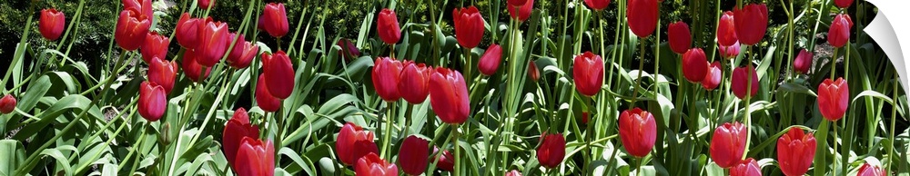 Close-up of red tulips in a garden