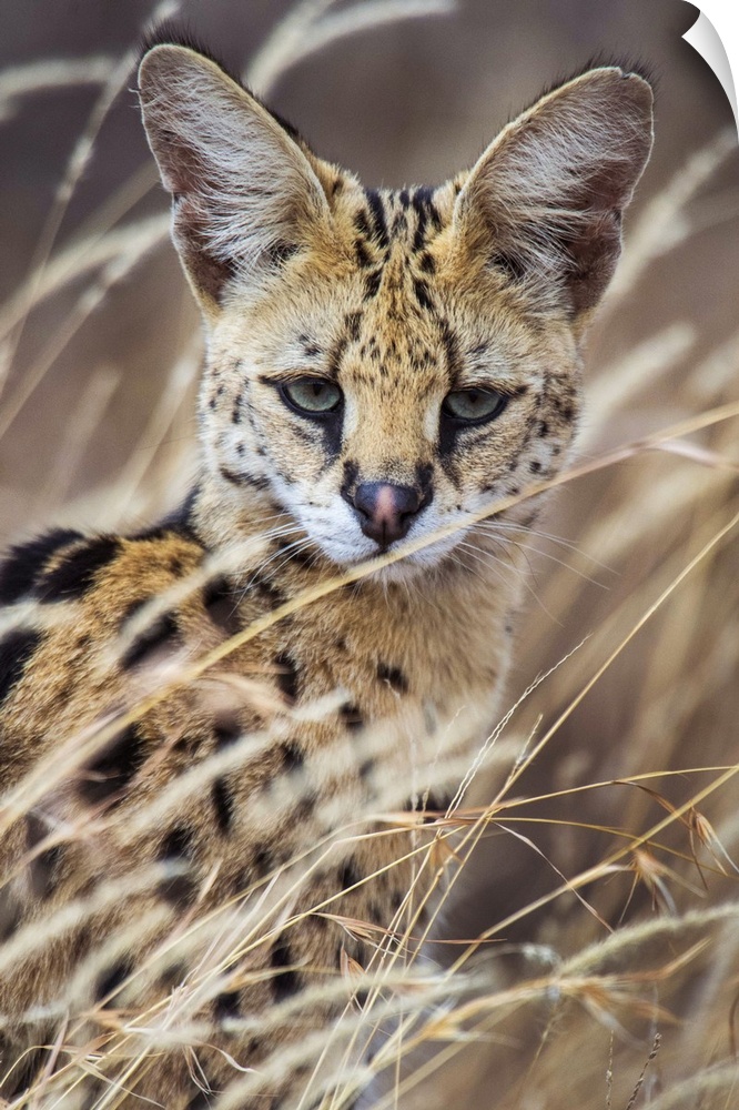 Close-up of Serval (Leptailurus serval), Ndutu, Ngorongoro Conservation Area, Tanzania