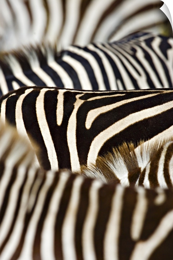 Up-close photograph of tonal pattern on zebras.