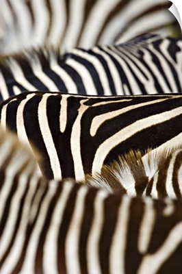 Close-up of stripes on Zebras, Masai Mara National Reserve, Kenya