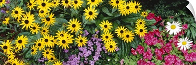 Close-up of Sunflowers, Adirondack Mountains, New York State