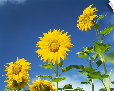 Close up of sunflowers (Helianthus annuus), Japan