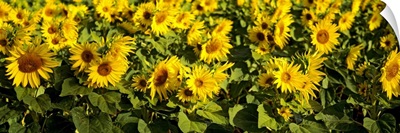 Close-up of sunflowers in a field