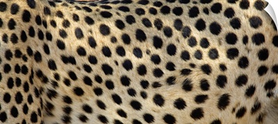 Close-up of the spots on a cheetah