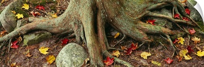 Close-Up Of Tree Roots, Sleeping Bear Dunes National Lakeshore, Michigan