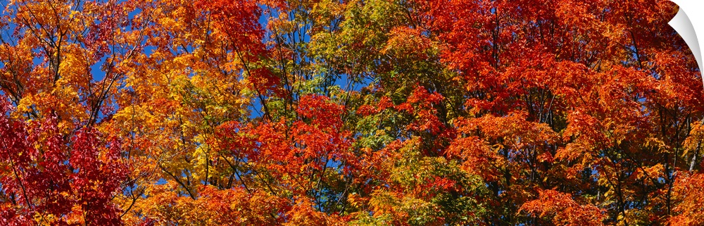 Panoramic photograph focuses on the tops of a giant group of trees displaying their warm Autumn colors.