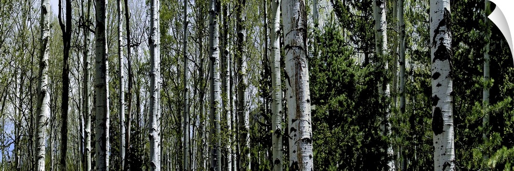The trunks of trees are photographed in panoramic view with some tops of trees showing in the background.