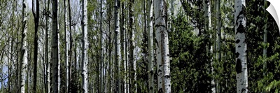 Close-up of trees in a forest, Coconino National Forest, Flagstaff, Arizona