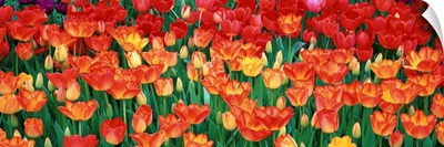 Close-up of tulips in a garden, Botanical Garden of Buffalo and Erie County, Buffalo, New York