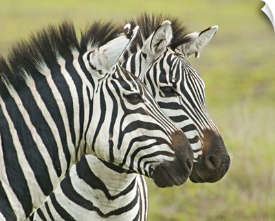 Close-up of two zebras, Ngorongoro Conservation Area, Arusha Region, Tanzania (Equus burchelli chapmani)