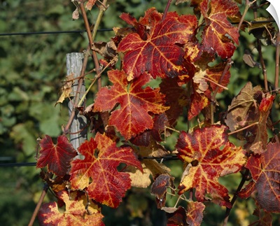 Close-up of vine leaves