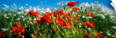 Close-up of wildflowers and poppies
