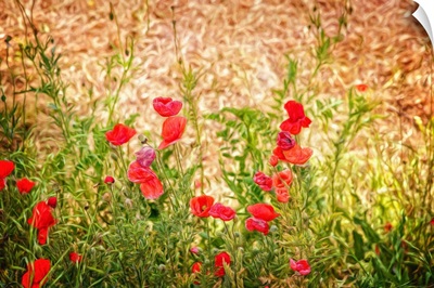 Close-up of Wilting Poppies