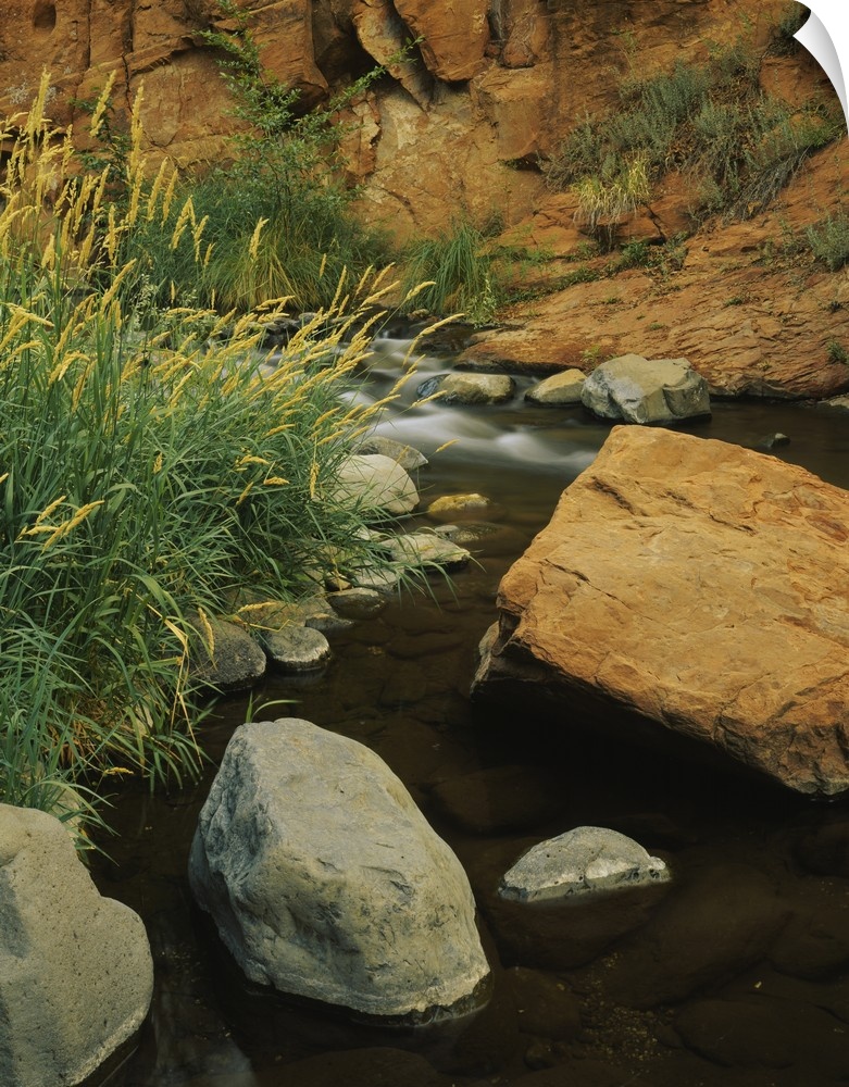 Close-up of Yellow Indian grass near a stream, Oak Creek Canyon, Coconino National Forest, Arizona