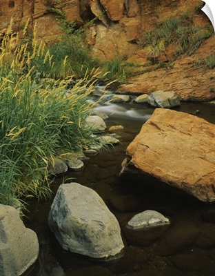 Close-up of Yellow Indian grass near a stream, Oak Creek Canyon, Coconino National Forest, Arizona