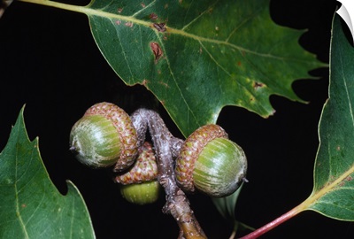 Cluster of red oak acorns, close up, New York