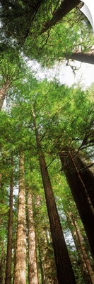 Coast Redwood (Sequoia sempivirens) trees in a forest, California