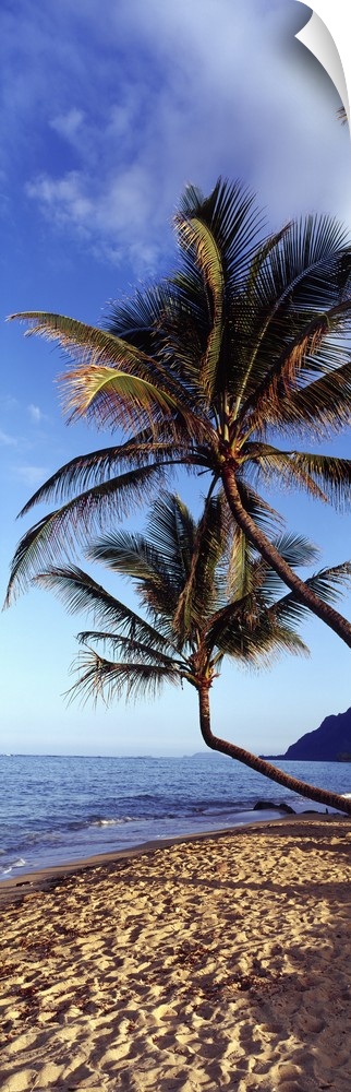 Vertical panoramic image of crooked palm trees sticking out over a sandy beach on a clear day.