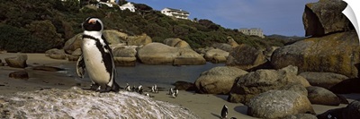 Colony of Jackass penguins (Spheniscus demersus) on the beach, Boulder Beach, Cape Town, Western Cape Province, Republic of South Africa