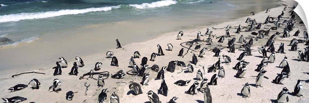 Colony of Jackass penguins (Spheniscus demersus) on the beach, Boulder Beach, Simon's Town, Western Cape Province, South A...