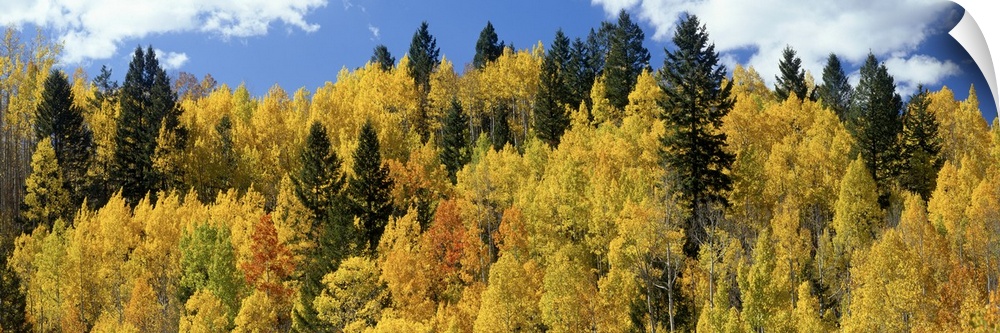 The tops of autumn colored trees are photographed in wide angle view.