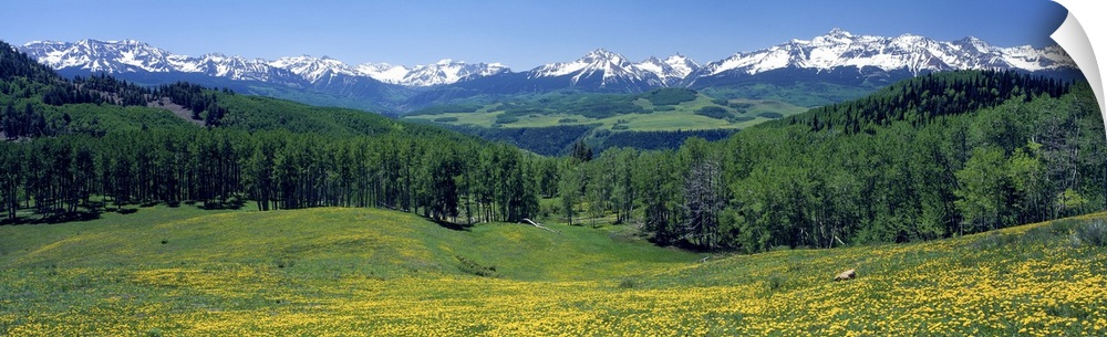 Panoramic photograph of wildflower meadow with tree line in the distance and snow covered mountains in the background unde...